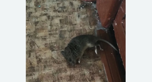 Дезинфекция от мышей в Заволжске