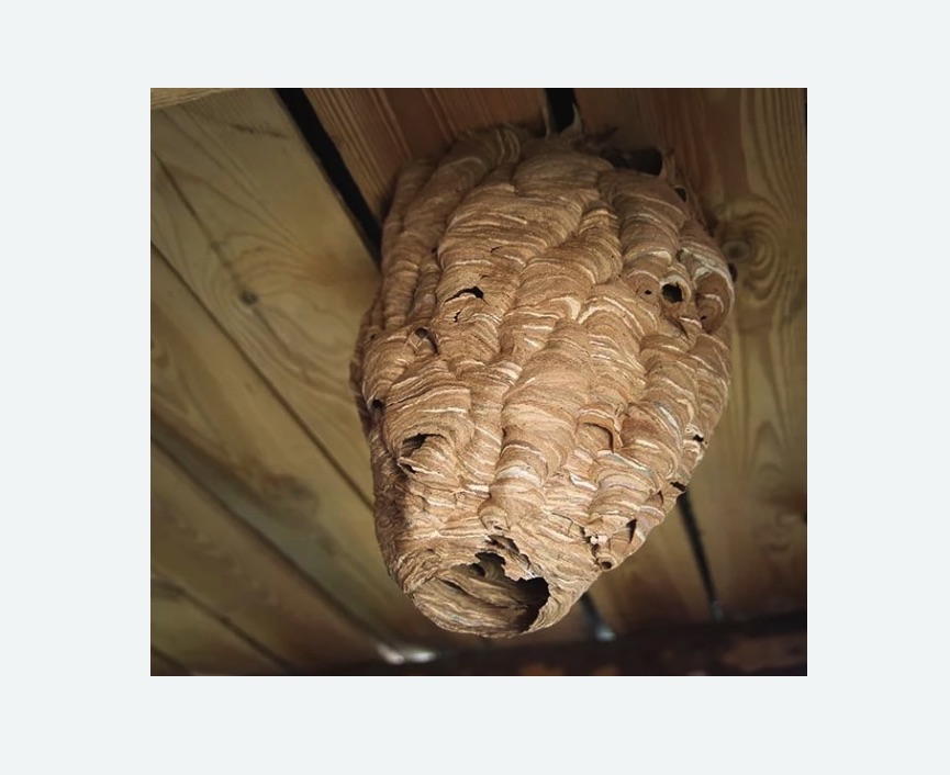 обработка от шершней в Заволжске