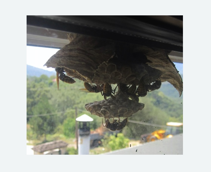 Уничтожение гнёзд шершней в Заволжске