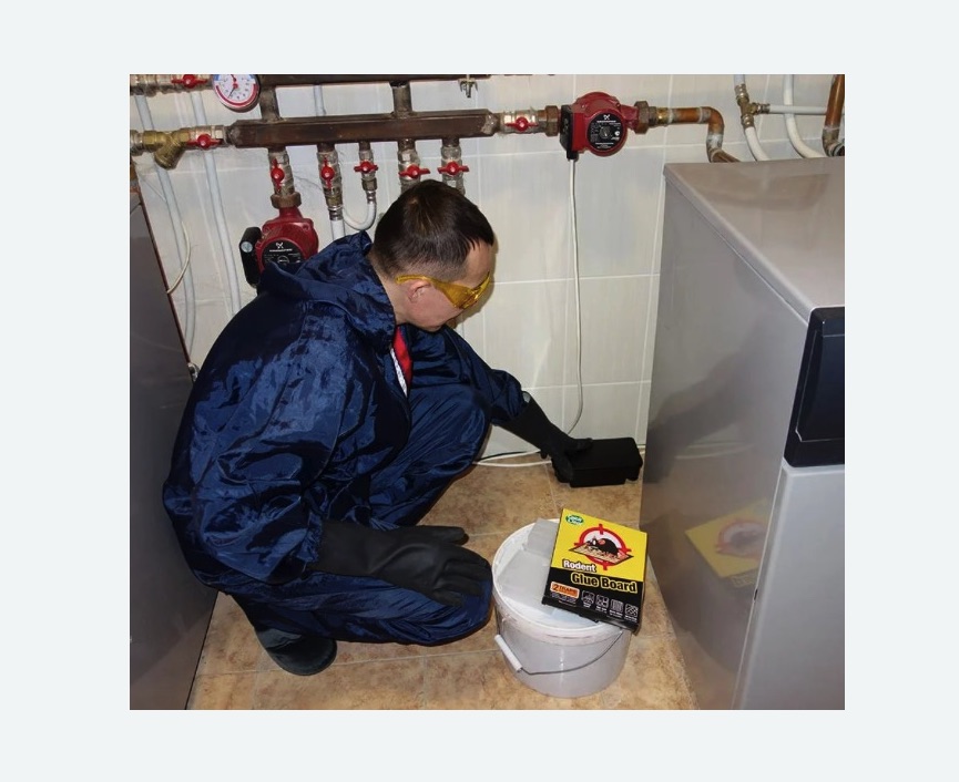 Уничтожение крыс в Заволжске