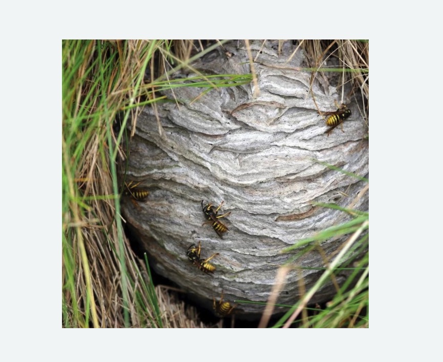 Уничтожение ос и ульев в Заволжске